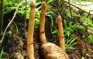 他自主創(chuàng)業(yè)種植天麻,帶領(lǐng)村民一起致富