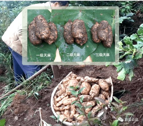 有料 冬季滋補食材到貨,集美們安排起來